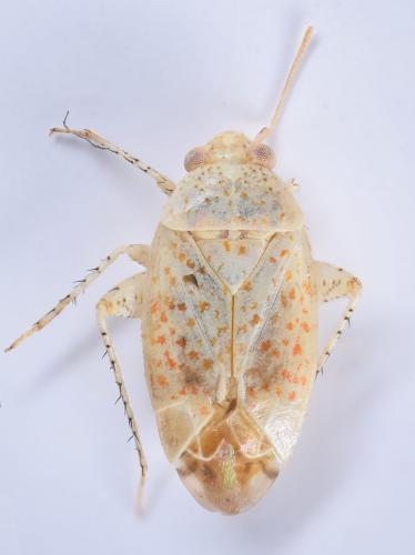 Réf. 229 020 : Psallus rufomaculosus